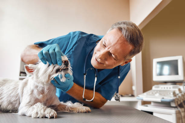 Best Emergency Dental Care for Broken or Chipped Teeth in Russiaville, IN
